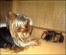 Yorkie Snoopy & Nappy