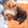 Indra - 1 year