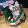 Casey - 8 month