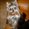 Gizmo - 2 years