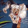 Gismo - 18 month