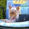 Gioia - 1 year