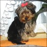 Benji - 1 year