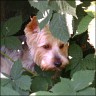 Candy - 18 month