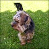 Idefix - 1 year