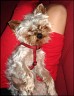 Boris - 8 month