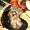 Kr�mel - 4 month 