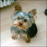 Scotti - 13 month