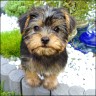 Sanjo - 10 weeks