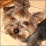 �Firlej� from Poland