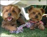Dax & Pipo