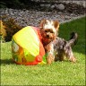 Sunny - 1 year