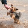 Daisy - 16 month