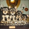 My Babies
