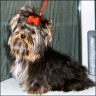 Ronja - 7 month