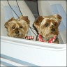 Max (14 years) and Pipo (6 years)