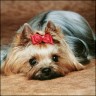 Mascha - 8 years