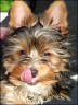 Teddy - 9 month