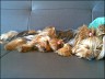Jane (2 years) und Honeymoon (1 year)