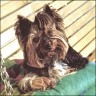 Willi