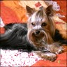 Percy - 11 month