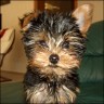 Bobby - 3 month
