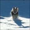 Lobo - 3 years