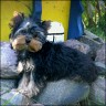 Sunny - 13 weeks