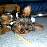 Vibo - 5 month