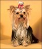 Gioia - 17 month