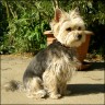 Lobo