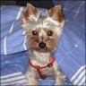 Boris - 1 year