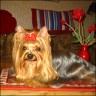 Sir Henry