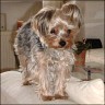 Bonny - 2 years