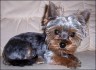 Rocki