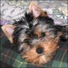 Junior