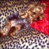 Roxy
