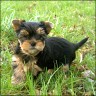 American Dreamboy - 7 weeks