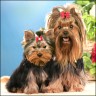 Gigolo (4 month) & Felice (5 years)