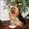 Nikita - 9 years