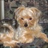 Tina - 1 year