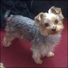 Tyson - 7 years