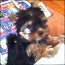 Pixy