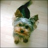 Scotti - 10 month