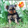 Daisy - 8 weeks