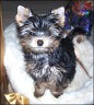 Alexis - 13 weeks