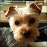 Fibi - 14 month