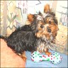 Bauzl - 19 weeks