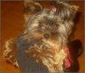 Sweety