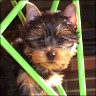 Chester - 10 weeks